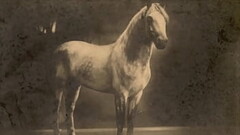 vintage animaltion Thumb